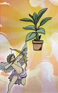 Cupid's Target: Plant